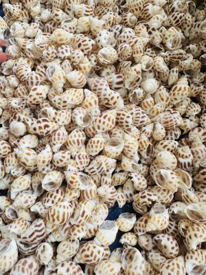 Areolate Shells