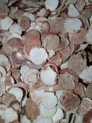 Brown scallop shells