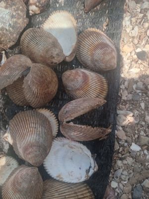 Elongate cockle shell