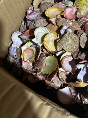 Colors scallop shell