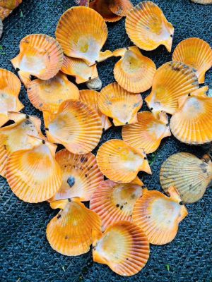 Yellow scallop shell