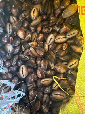black cowrie shells