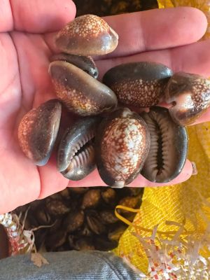 black cowrie shells