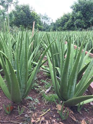 ALOE VERA GEL