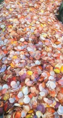 SEA SHELLS