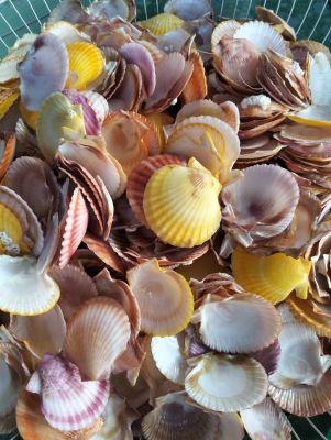 SEA SHELLS
