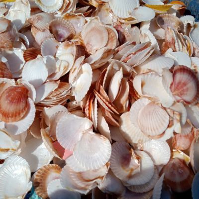 SEA SHELLS