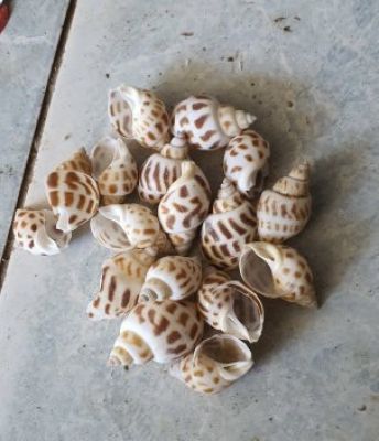 SEA SHELLS