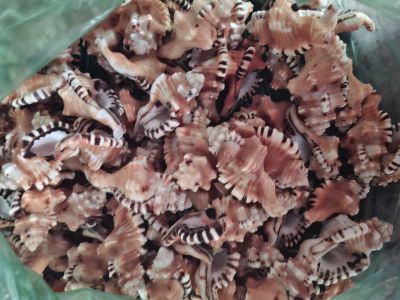 Adusta Murex shells