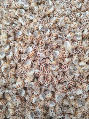 SEA SHELLS