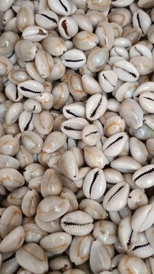 White cowrie shells