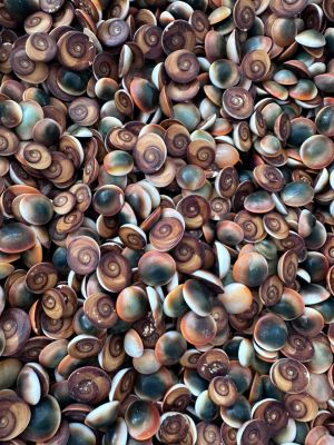 SEA SHELLS