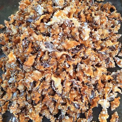 Adusta Murex shells