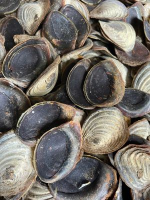 OPERCULUM