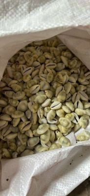 Yellow cowrie shells