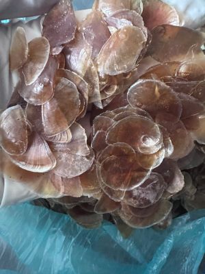 OPERCULUM