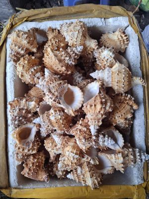 SEA SHELLS