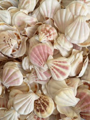 SEA SHELLS