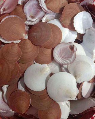 SEA SHELLS