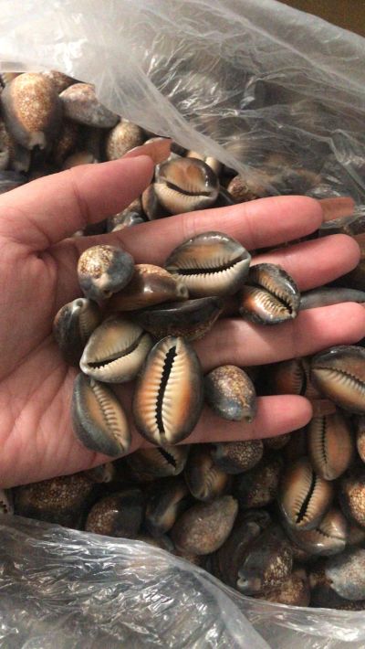 Black Cowrie is available