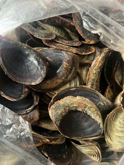 CUNG CẤP ĐA DẠNG M&Agrave;I ỐC