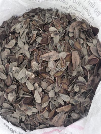 Thu mua m&agrave;i ốc b&uacute;a gi&aacute; tốt