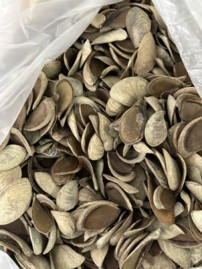 THU MUA M&Agrave;I ỐC ĐỎ